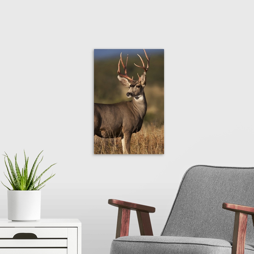 A modern room featuring Mule Deer (Odocoileus hemionus) male in dry grass, North America
