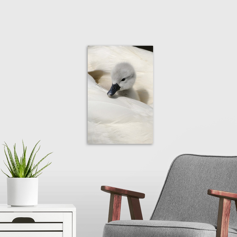 A modern room featuring Mute Swan (Cygnus olor) cygnet, on back of adult female, Abbotsbury, Dorset, England