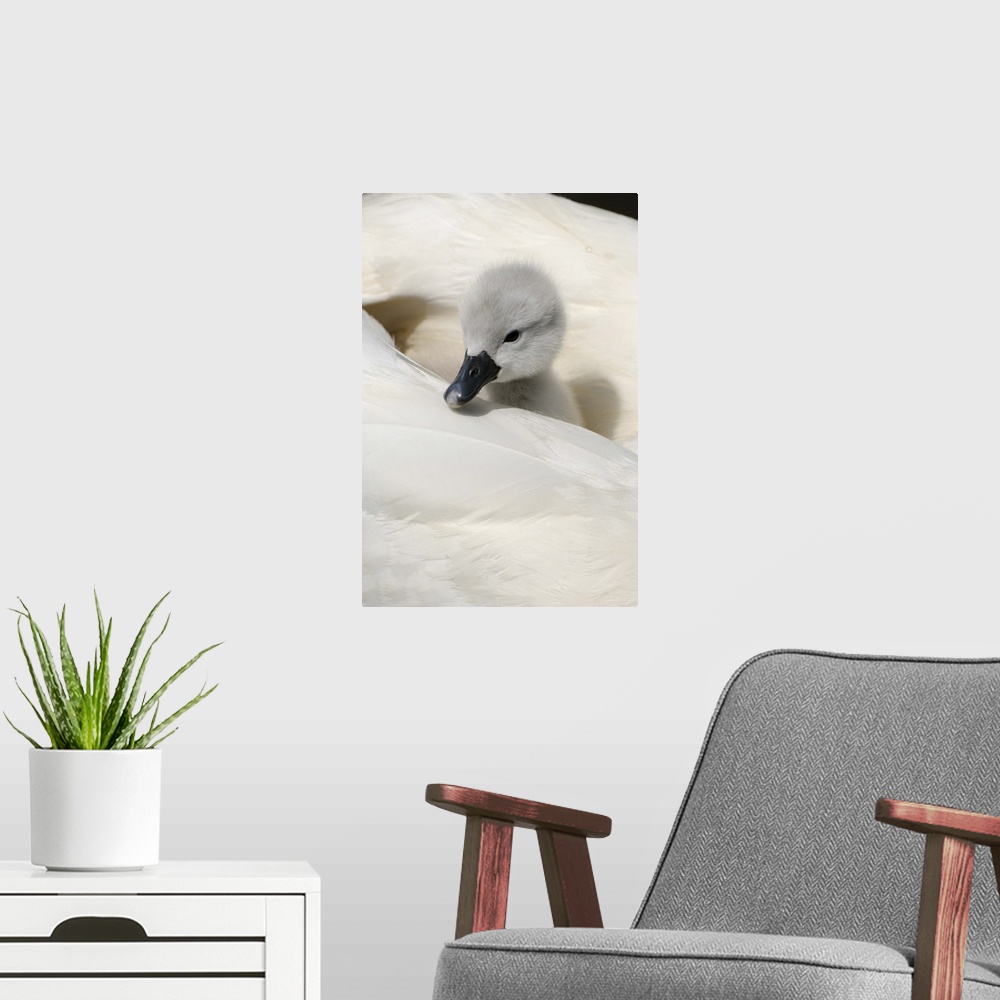 A modern room featuring Mute Swan (Cygnus olor) cygnet, on back of adult female, Abbotsbury, Dorset, England