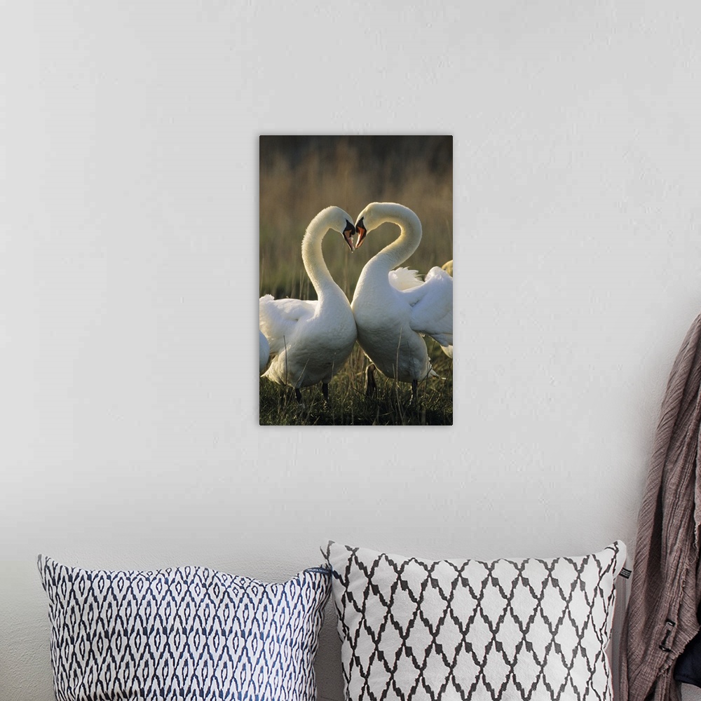 A bohemian room featuring Mute Swan (Cygnus olor) pair courting, Europe