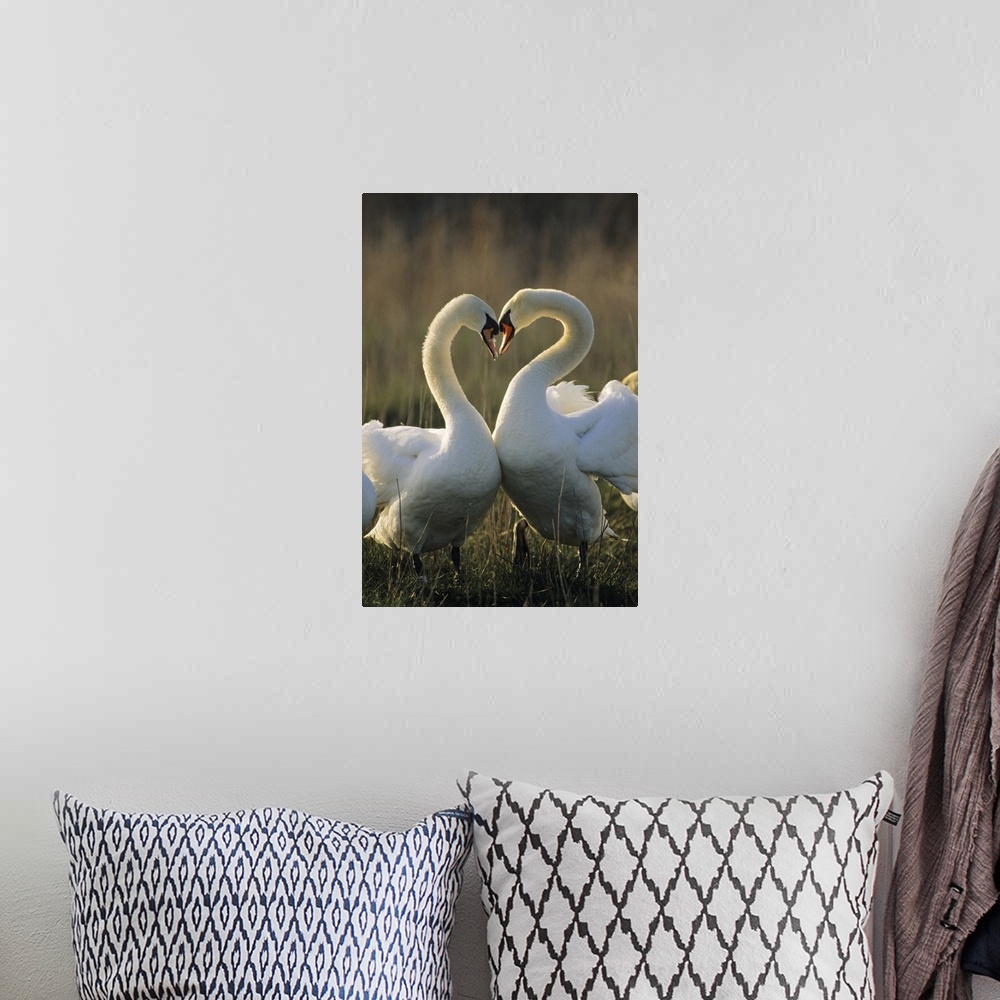 A bohemian room featuring Mute Swan (Cygnus olor) pair courting, Europe