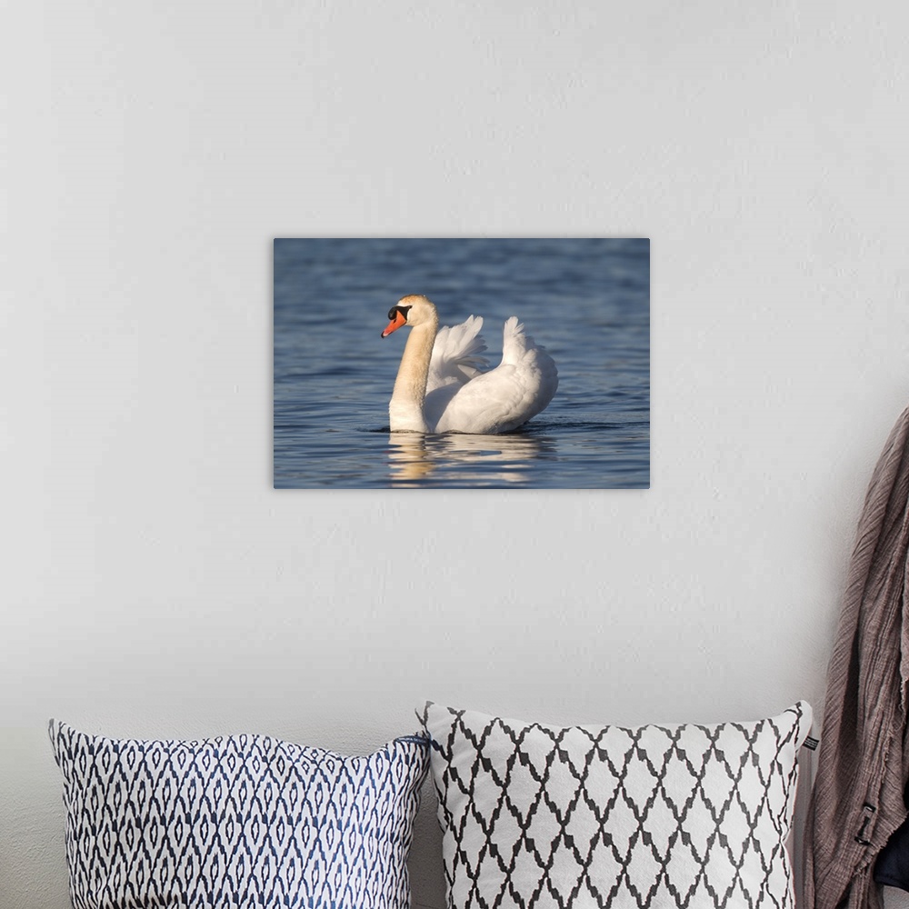 A bohemian room featuring mute swan (Cygnus olor), Swimming, Kensington Metro Park, Milford, MI