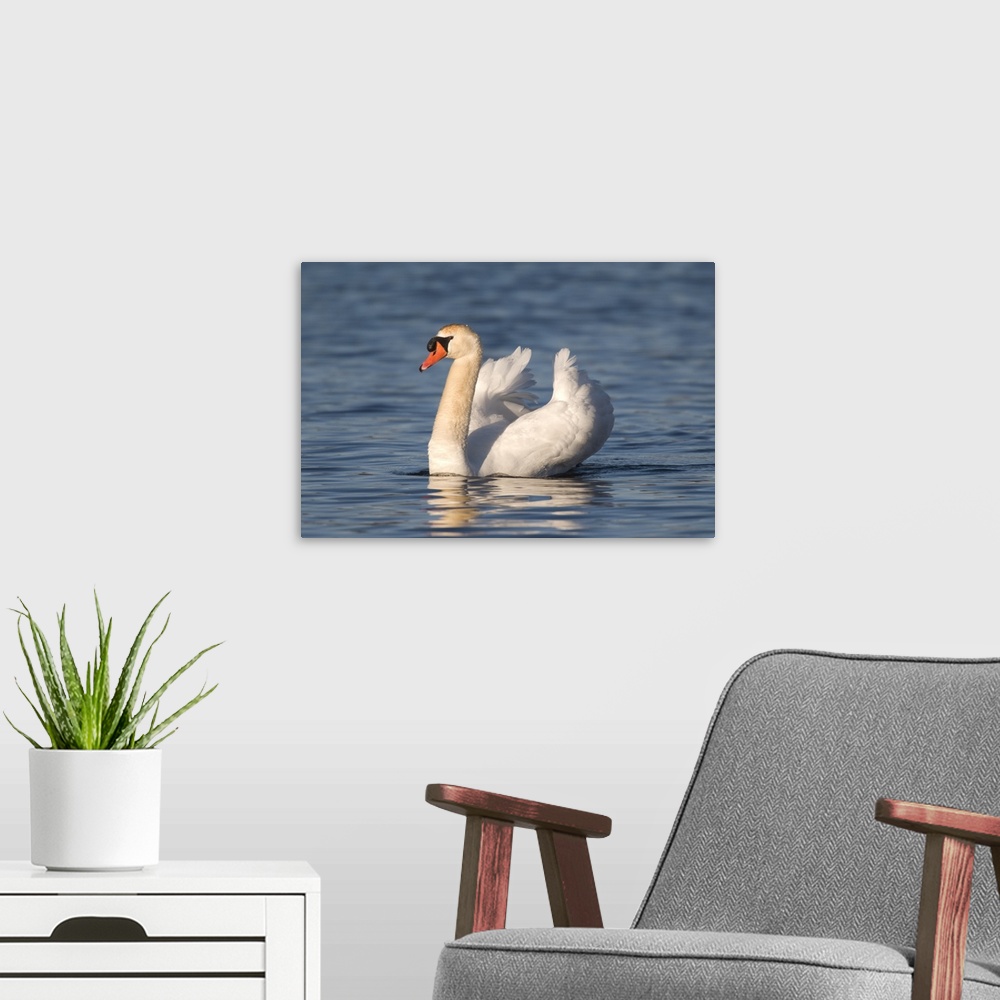 A modern room featuring mute swan (Cygnus olor), Swimming, Kensington Metro Park, Milford, MI