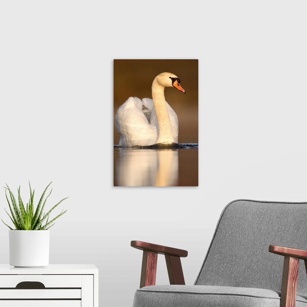 A modern room featuring mute swan (Cygnus olor), Swimming, Kensington Metro Park, Milford, MI