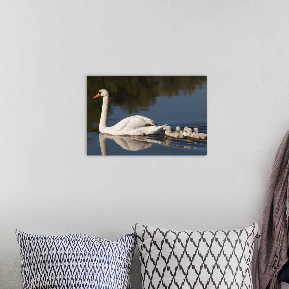 A bohemian room featuring mute swan (Cygnus olor) swimming with young, Kensington Metro Park, MI