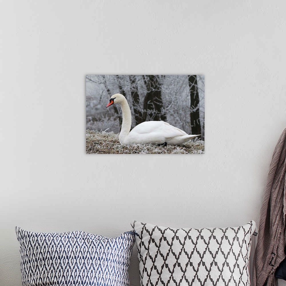 A bohemian room featuring Mute Swan - white frost - Switzerland