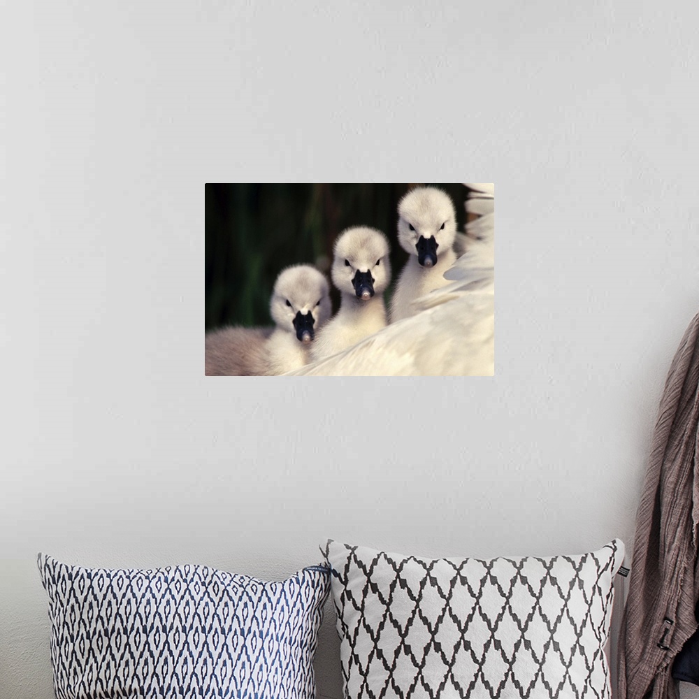 A bohemian room featuring THREE MUTE SWAN (Cygnus olor), THREE CYGNETS ON PARENT'S BACK, EUROPE