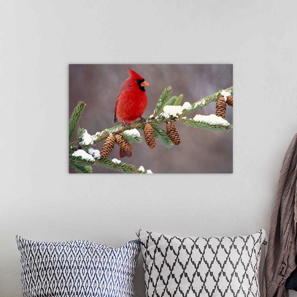 A bohemian room featuring A North American song bird rests on a pine branch covered with snow in his horizontal wall art.