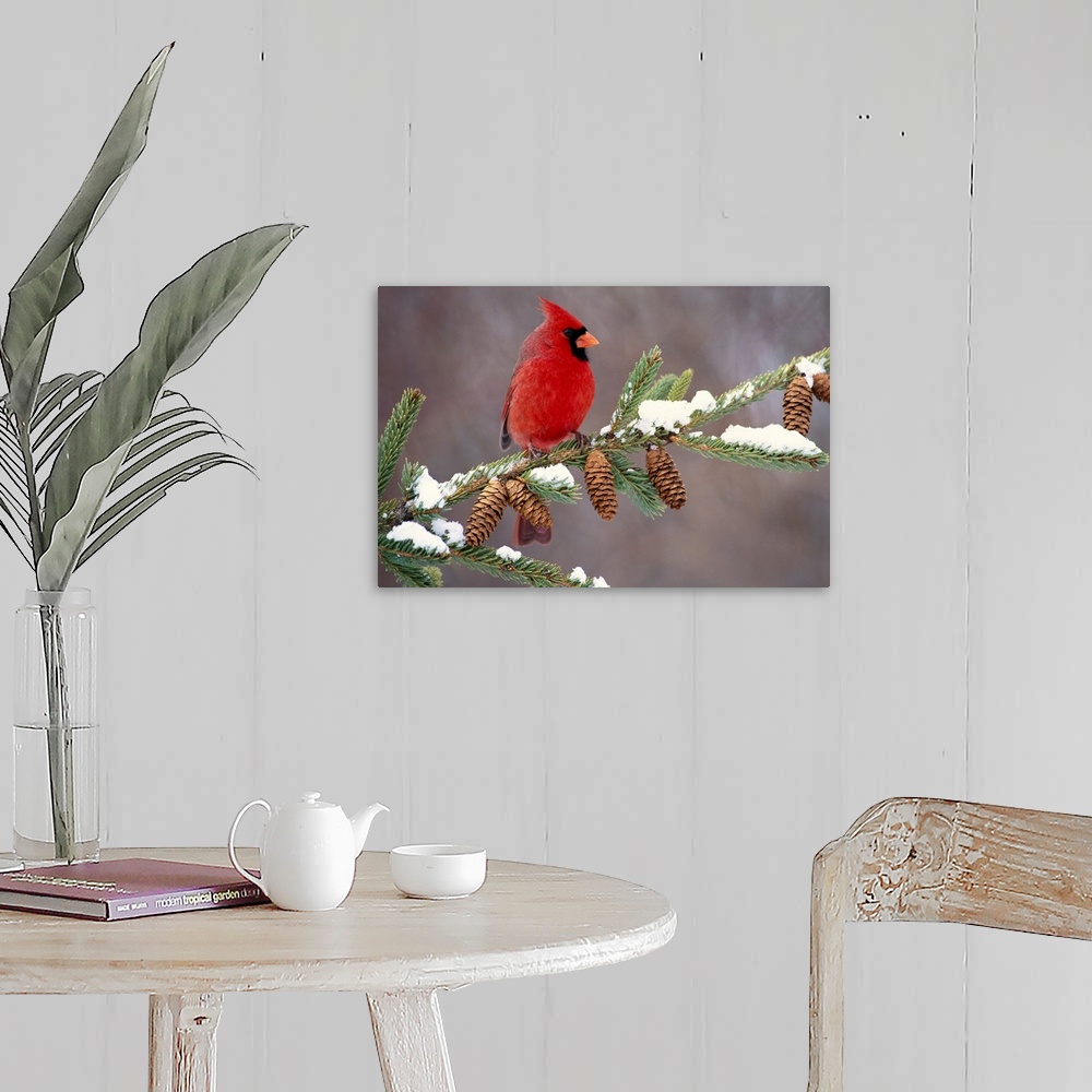 A farmhouse room featuring A North American song bird rests on a pine branch covered with snow in his horizontal wall art.