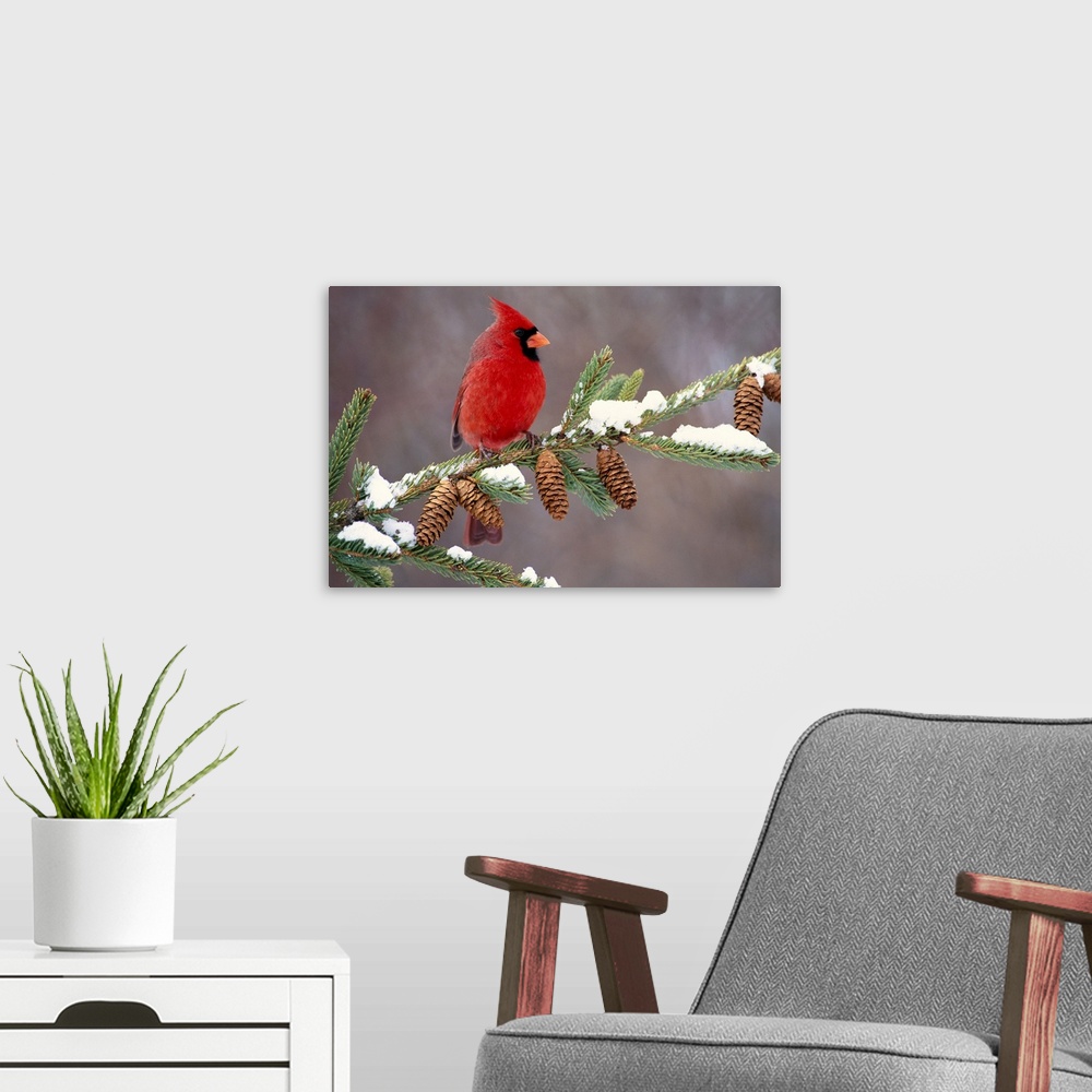 A modern room featuring A North American song bird rests on a pine branch covered with snow in his horizontal wall art.