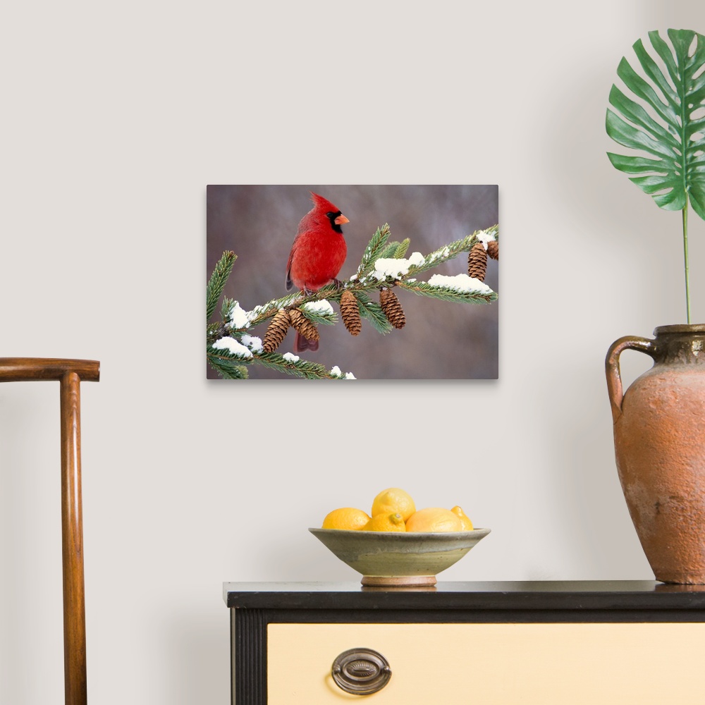 A traditional room featuring A North American song bird rests on a pine branch covered with snow in his horizontal wall art.