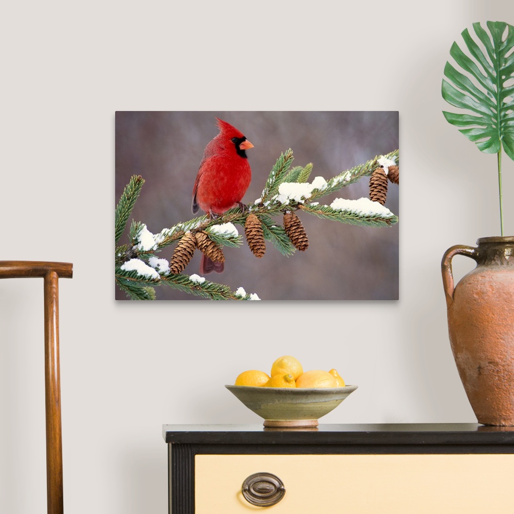 A traditional room featuring A North American song bird rests on a pine branch covered with snow in his horizontal wall art.