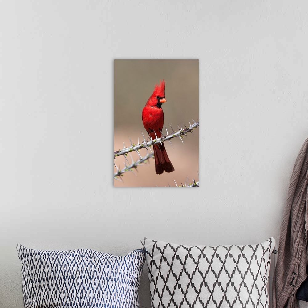 A bohemian room featuring Northern Cardinal male, Green Valley, Arizona