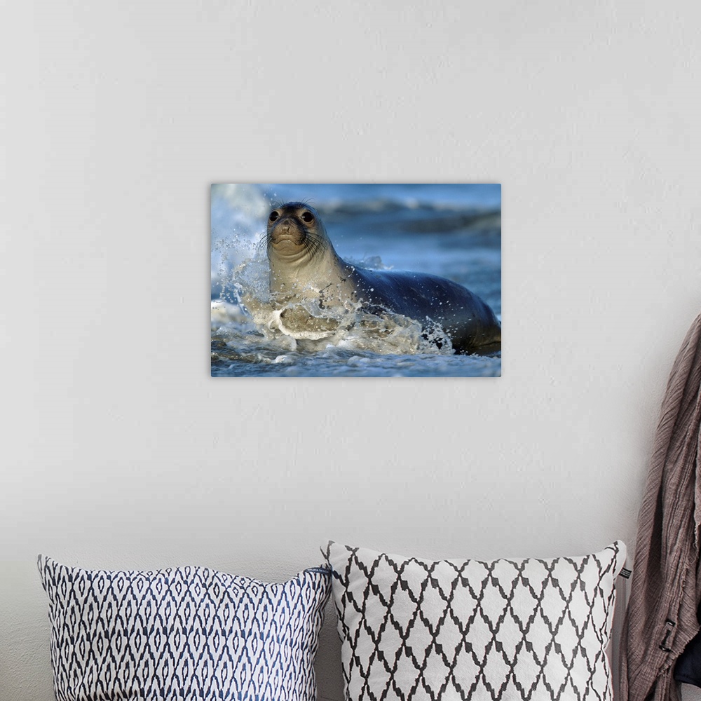 A bohemian room featuring Northern Elephant Seal (Mirounga angustirostris) female in splashing surf, North America