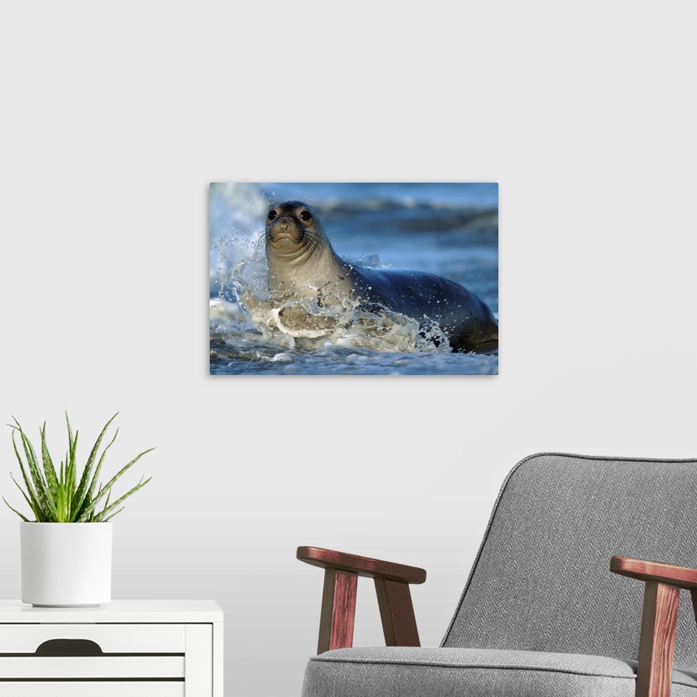 A modern room featuring Northern Elephant Seal (Mirounga angustirostris) female in splashing surf, North America