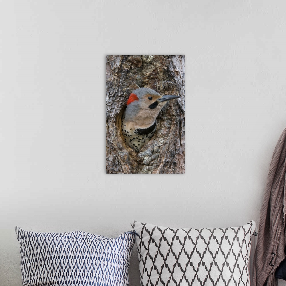 A bohemian room featuring Northern Flicker (Colaptes auratus) in nest cavity, Alaska.