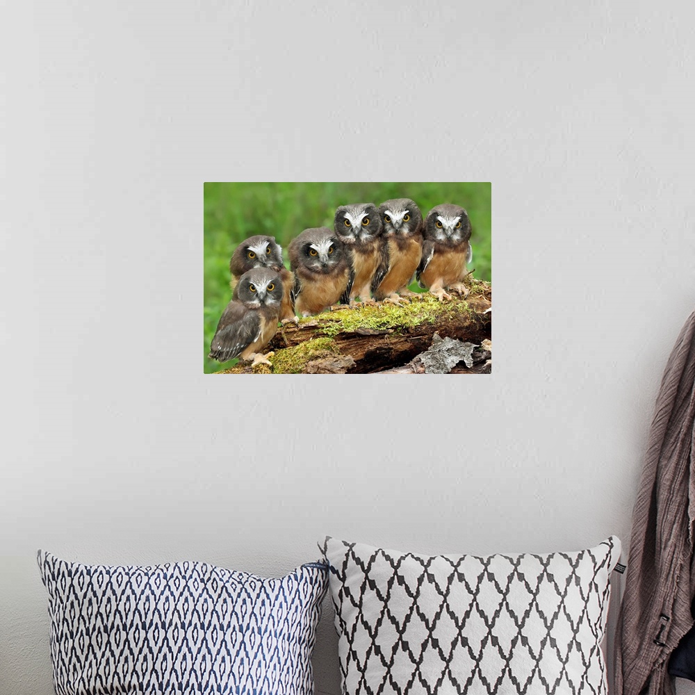 A bohemian room featuring Northern Saw-whet Owl chicks, Saskatchewan, Canada.