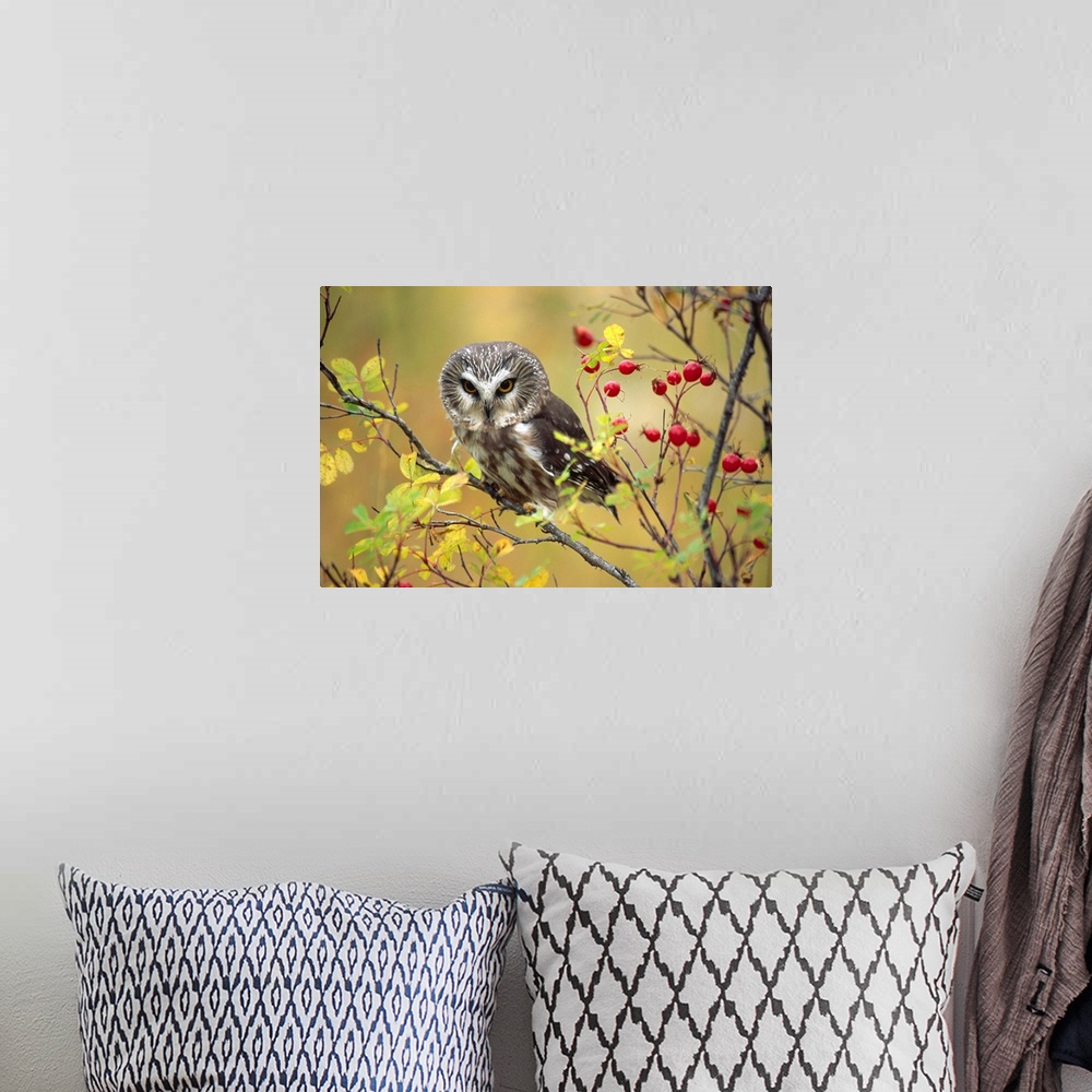 A bohemian room featuring Northern Saw-whet Owl perching in a wild rose bush, British Columbia, Canada