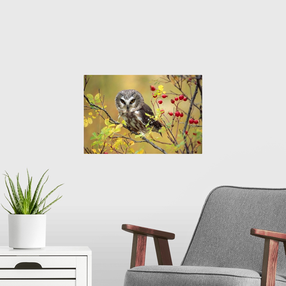 A modern room featuring Northern Saw-whet Owl perching in a wild rose bush, British Columbia, Canada