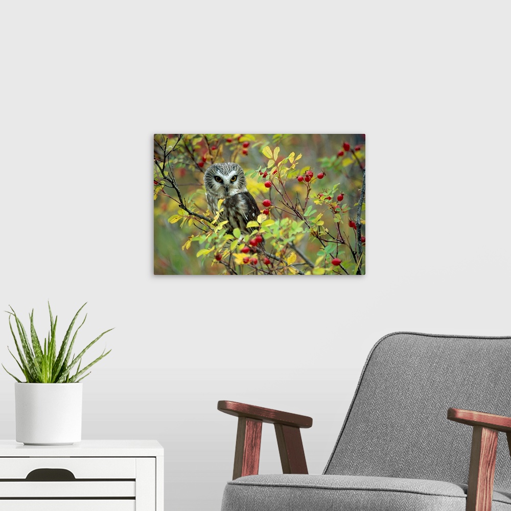 A modern room featuring A beautiful photograph taken of an owl perched on a rose bush branch with other branches surround...