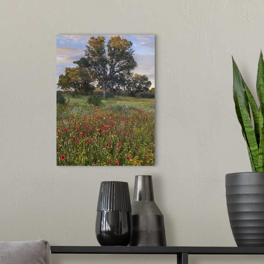 A modern room featuring Oak tree and Indian Blanket flowers, Texas