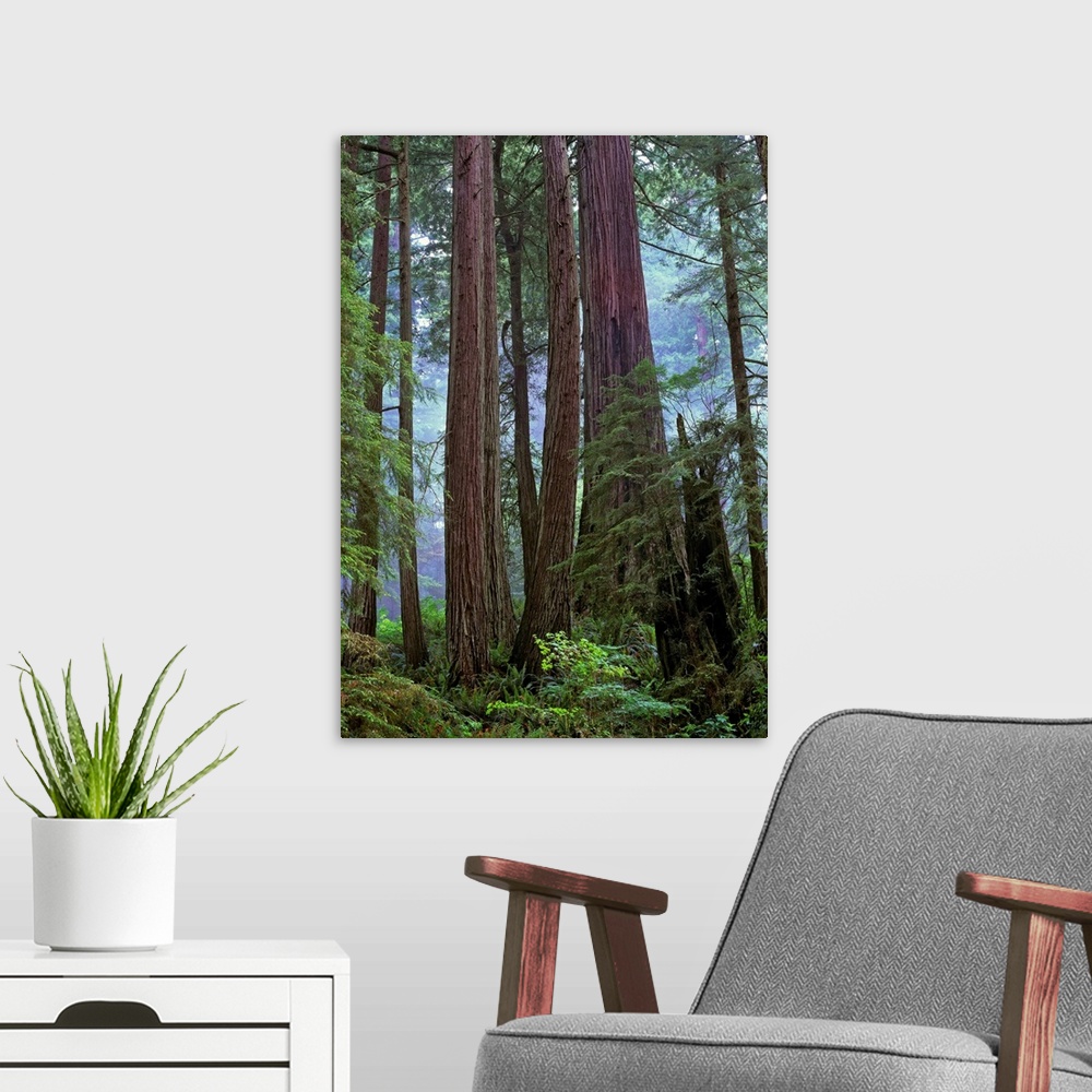 A modern room featuring Old growth forest of Coast Redwood, Del Norte Coast Redwoods State Park, California