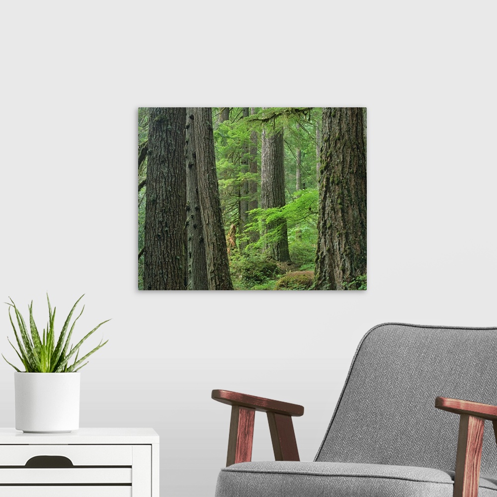 A modern room featuring Old growth forest of Western Red Cedar Grove of the Patriarchs, Washington