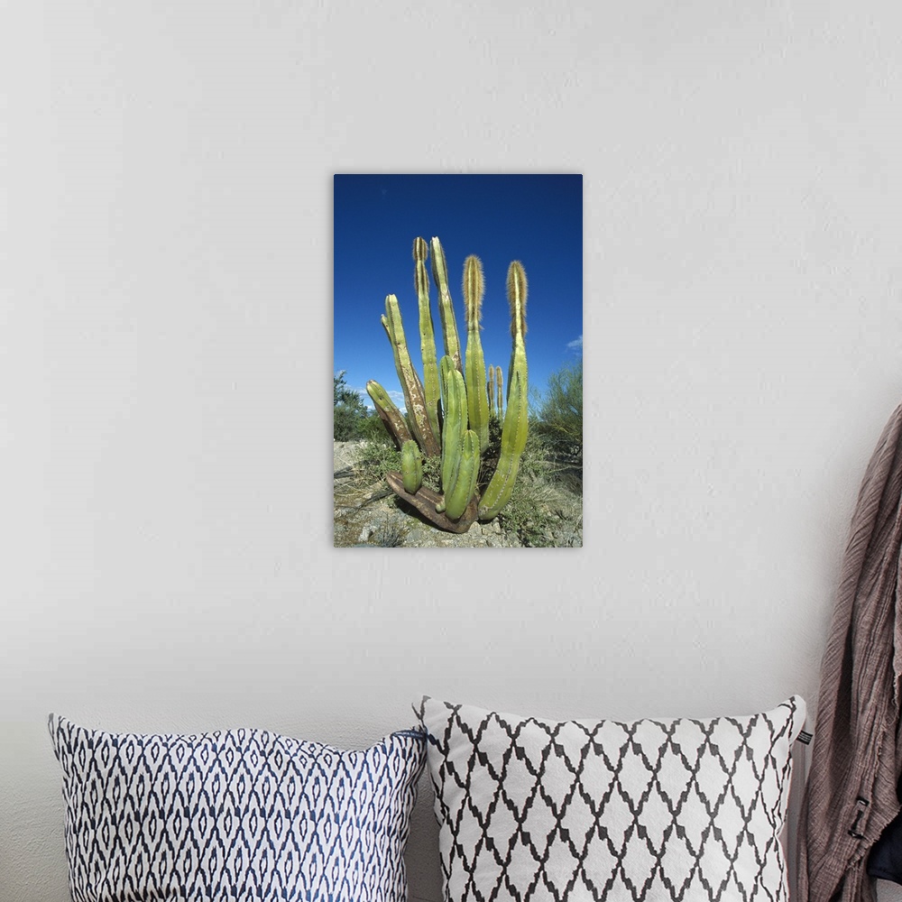 A bohemian room featuring Old Man Cactus (Lophocereus schottii) in Sonoran desert, Mexico