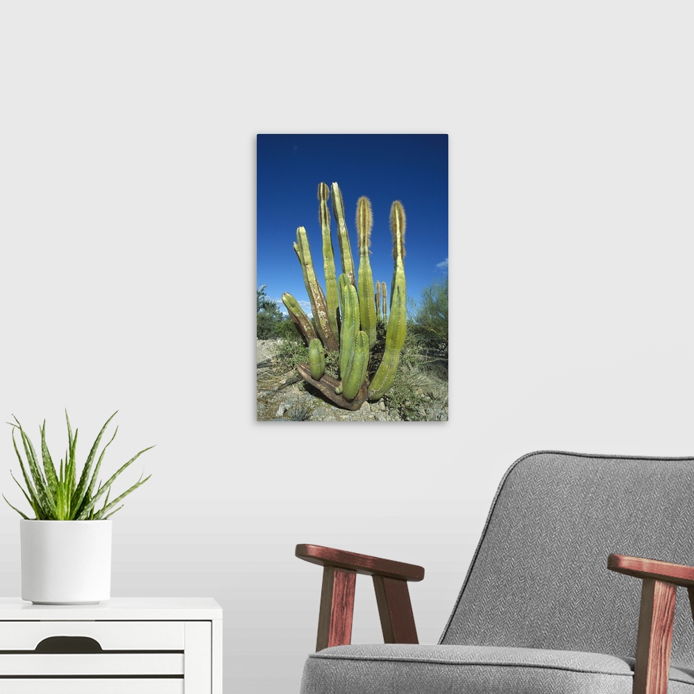 A modern room featuring Old Man Cactus (Lophocereus schottii) in Sonoran desert, Mexico