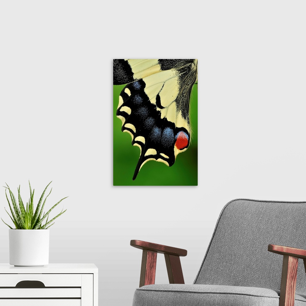 A modern room featuring Swallowtail - wing detail - Switzerland