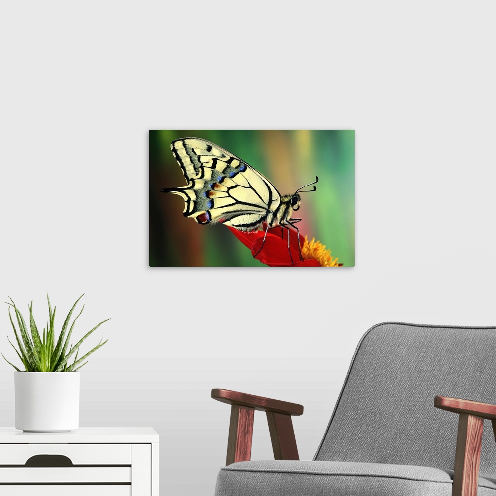 A modern room featuring Oldworld Swallowtail (Papilio machaon) side view, Europe