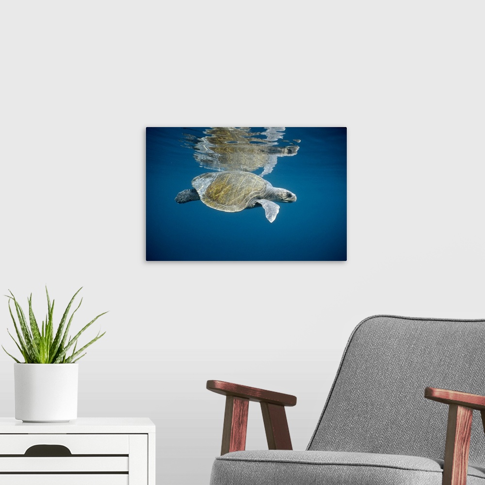 A modern room featuring Olive Ridley Sea Turtle (Lepidochelys olivacea) swimming in open ocean, Galapagos Islands, Ecuador