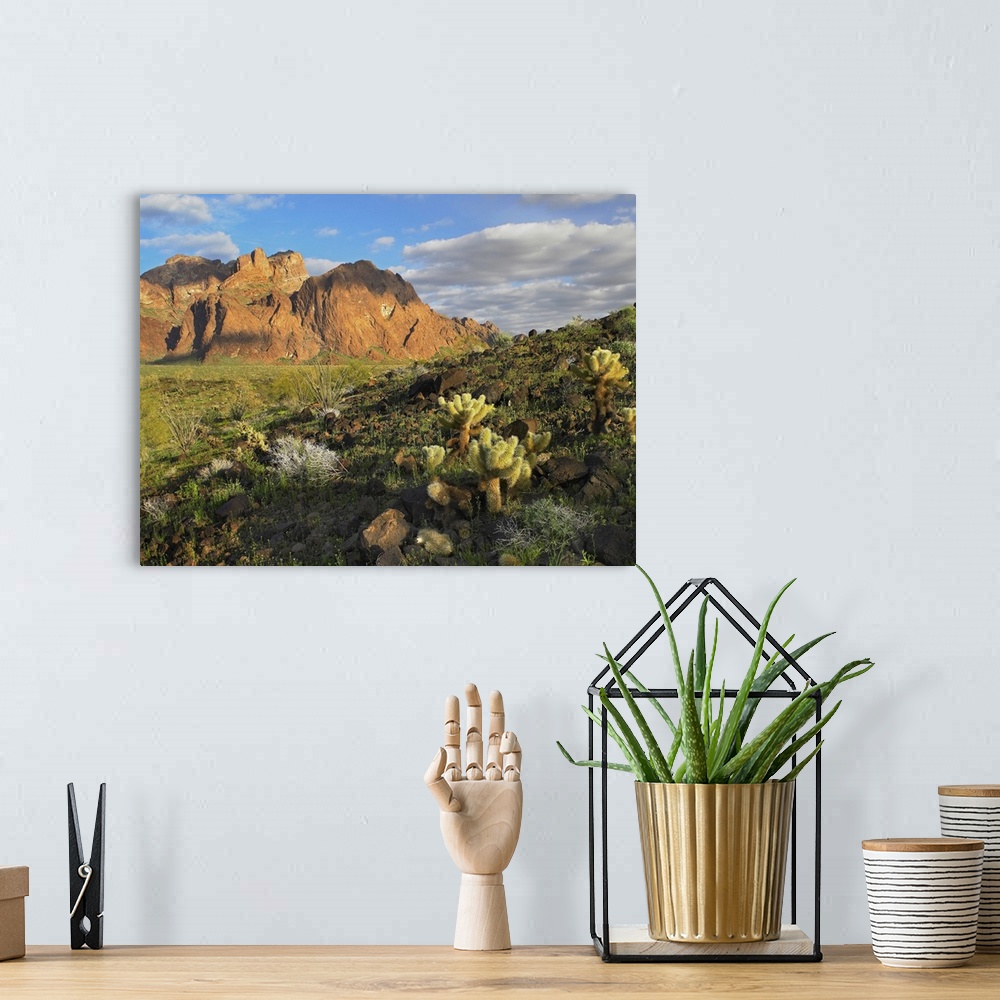 A bohemian room featuring Opuntia cactus and other desert vegetation, Kofa National Wildlife Refuge, Arizona