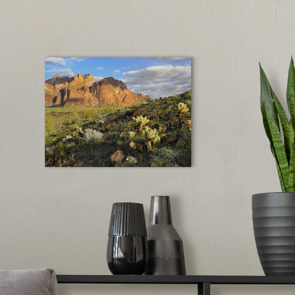 A modern room featuring Opuntia cactus and other desert vegetation, Kofa National Wildlife Refuge, Arizona
