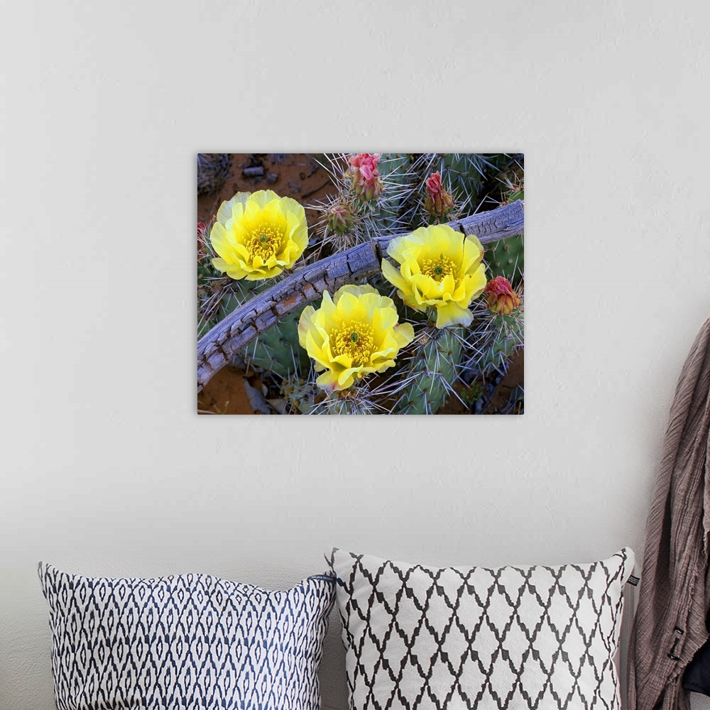 A bohemian room featuring Opuntia (Opuntia sp) cactus blooming, North America