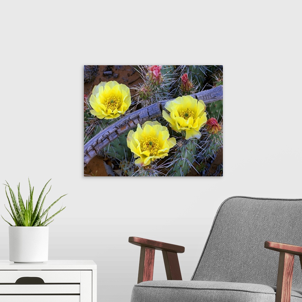 A modern room featuring Opuntia (Opuntia sp) cactus blooming, North America