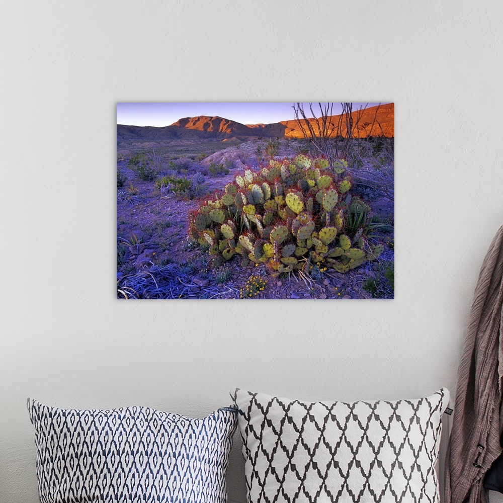 A bohemian room featuring Opuntia (Opuntia sp) in Chihuahuan Desert landscape, Big Bend National Park, Texas