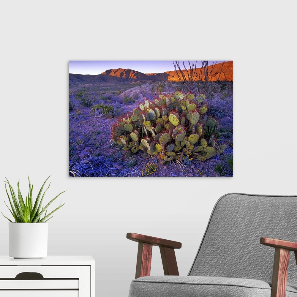 A modern room featuring Opuntia (Opuntia sp) in Chihuahuan Desert landscape, Big Bend National Park, Texas