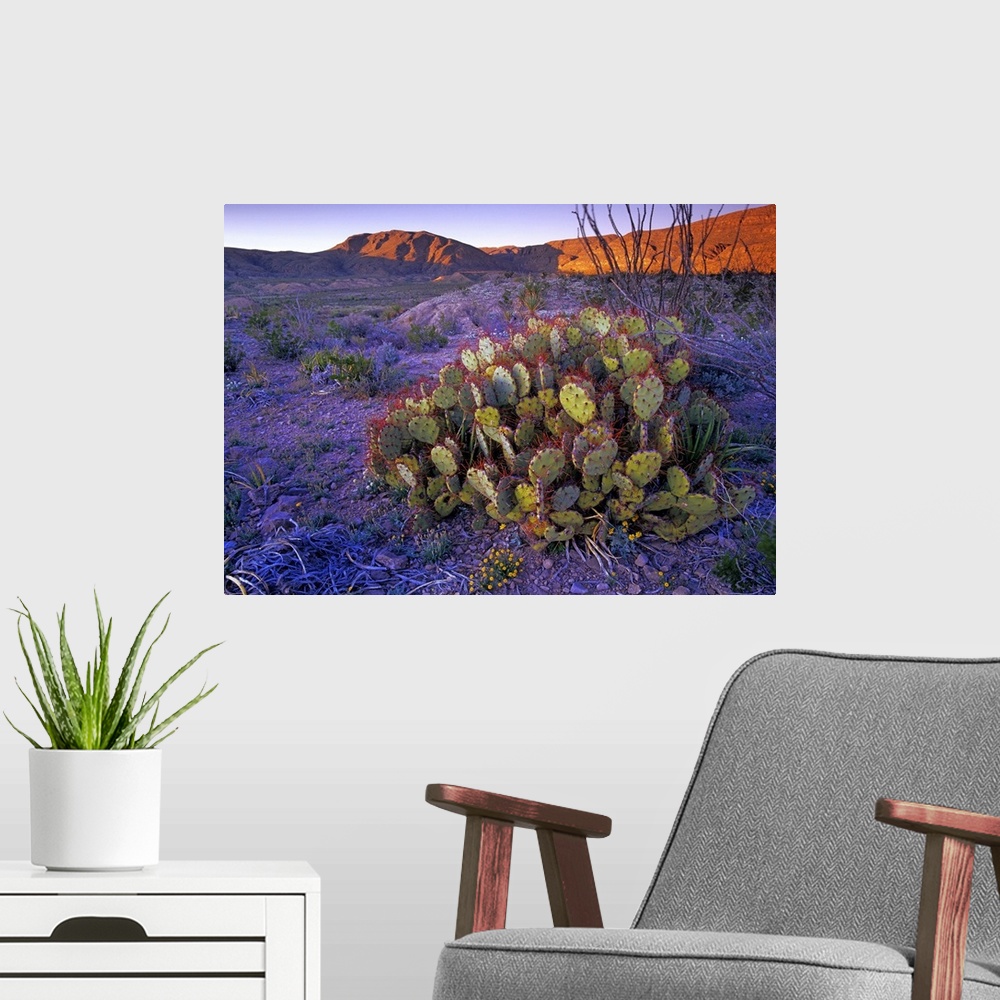 A modern room featuring Opuntia (Opuntia sp) in Chihuahuan Desert landscape, Big Bend National Park, Texas