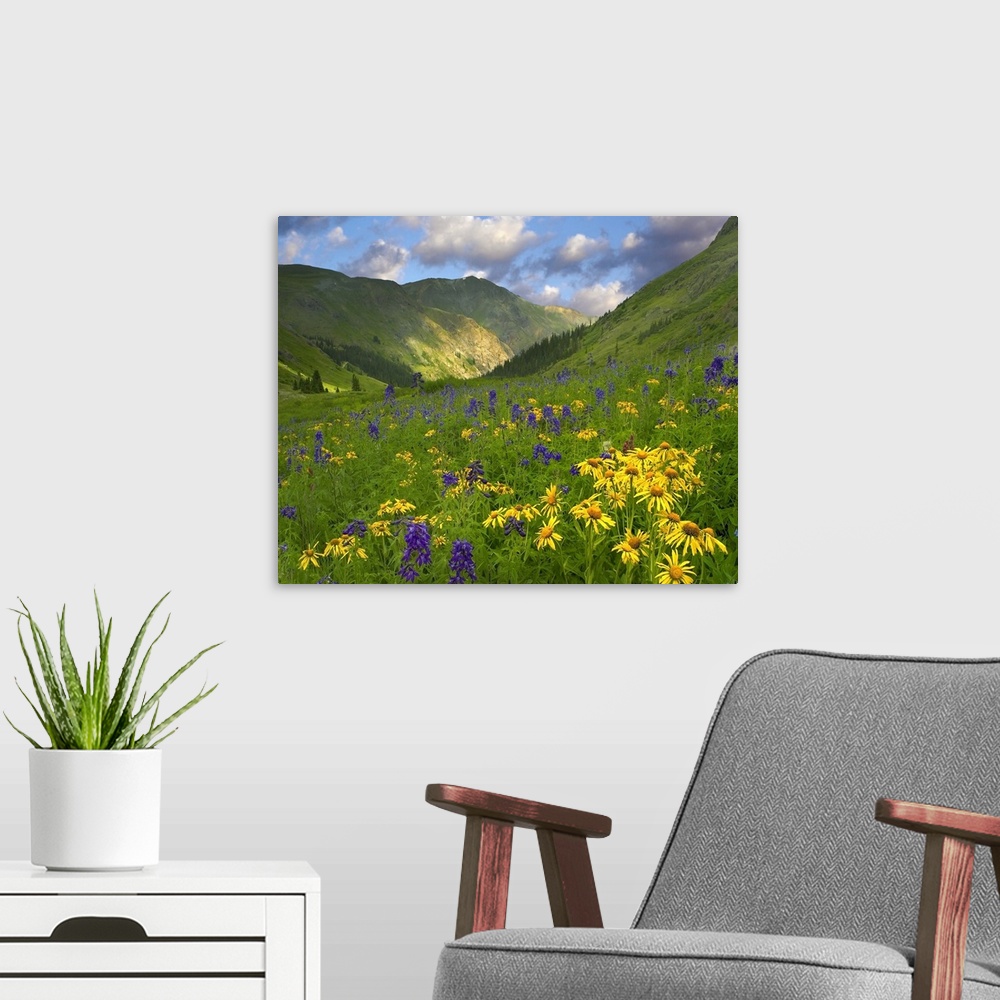 A modern room featuring Orange Sneezeweed  and Delphinium in American Basin, Colorado