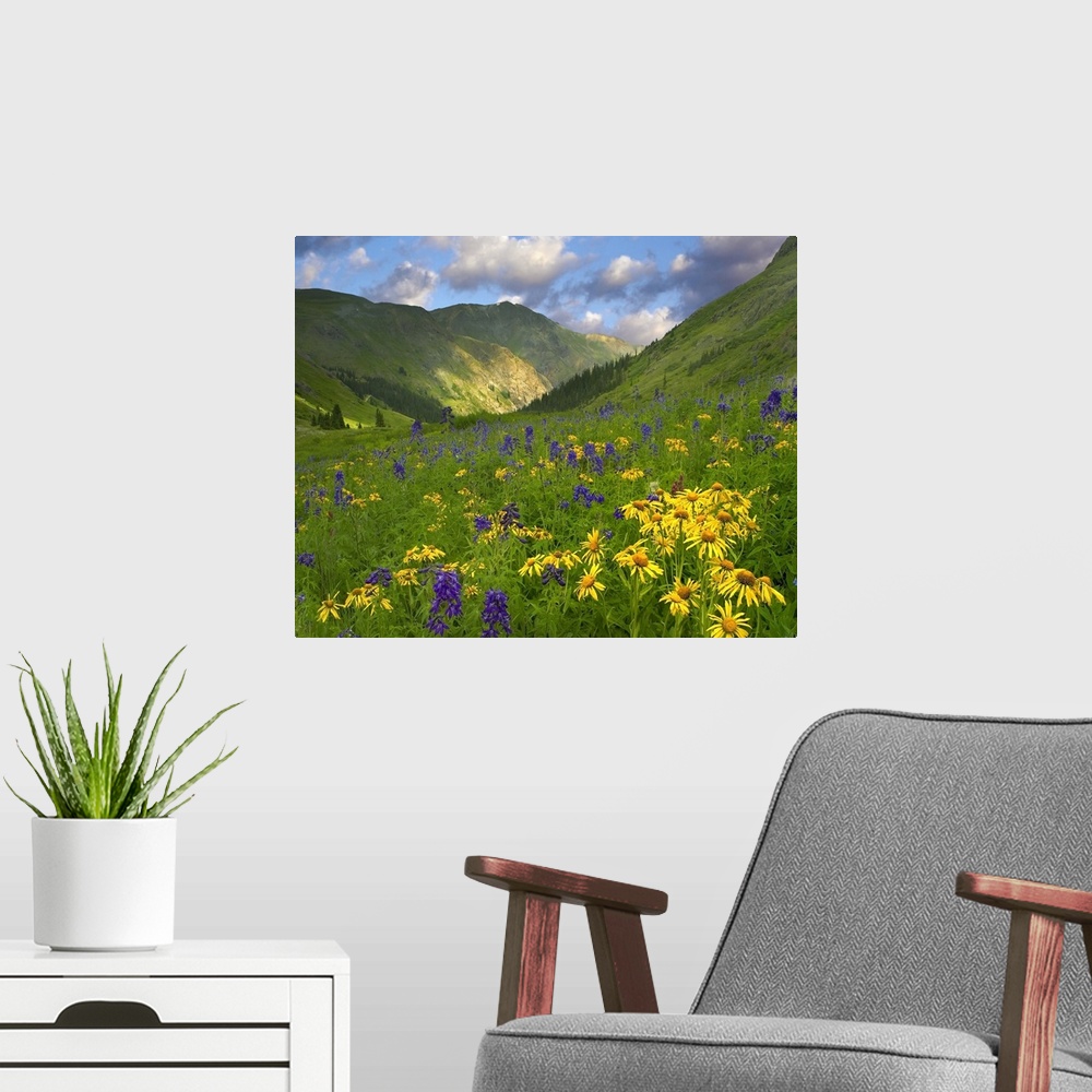 A modern room featuring Orange Sneezeweed  and Delphinium in American Basin, Colorado