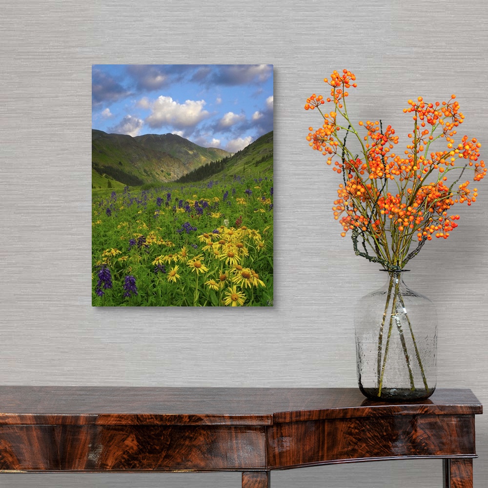 A traditional room featuring Orange Sneezeweed and Delphinium in American Basin, Colorado