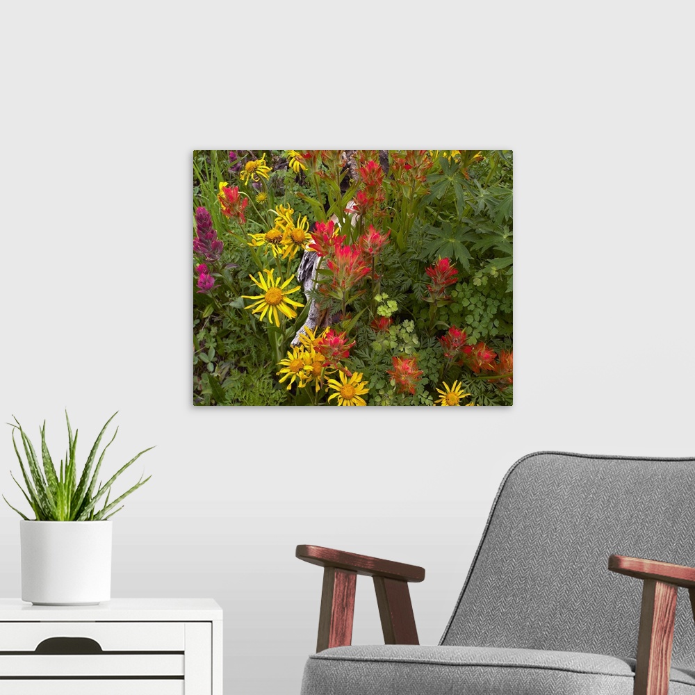 A modern room featuring Orange Sneezeweed and Indian Paintbrush flowers in meadow, North America