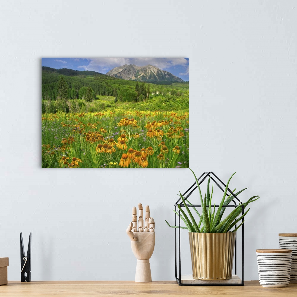 A bohemian room featuring Orange Sneezeweed blooming in meadow with East Beckwith Mountain, Colorado