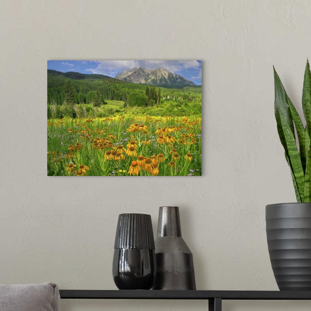 A modern room featuring Orange Sneezeweed blooming in meadow with East Beckwith Mountain, Colorado