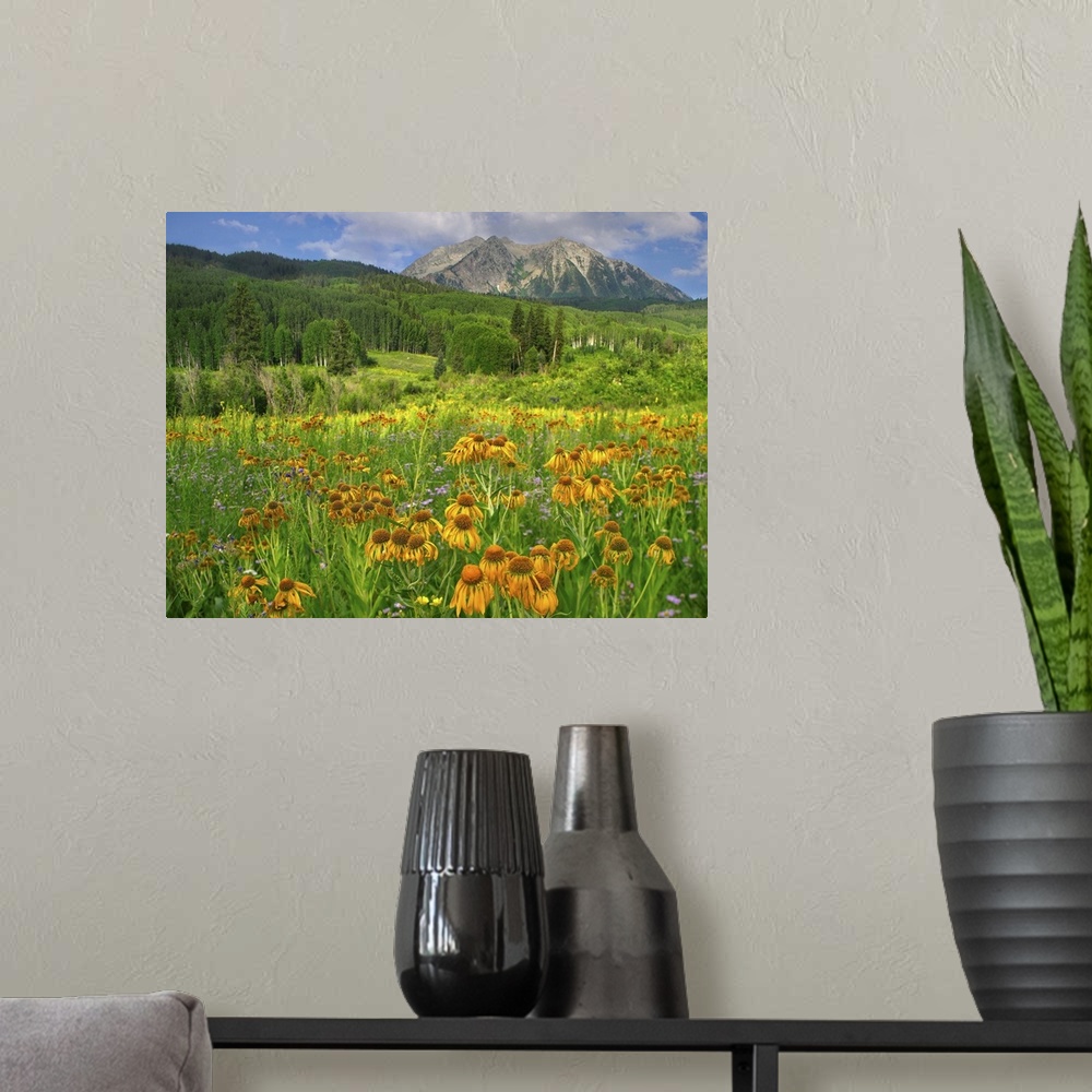 A modern room featuring Orange Sneezeweed blooming in meadow with East Beckwith Mountain, Colorado
