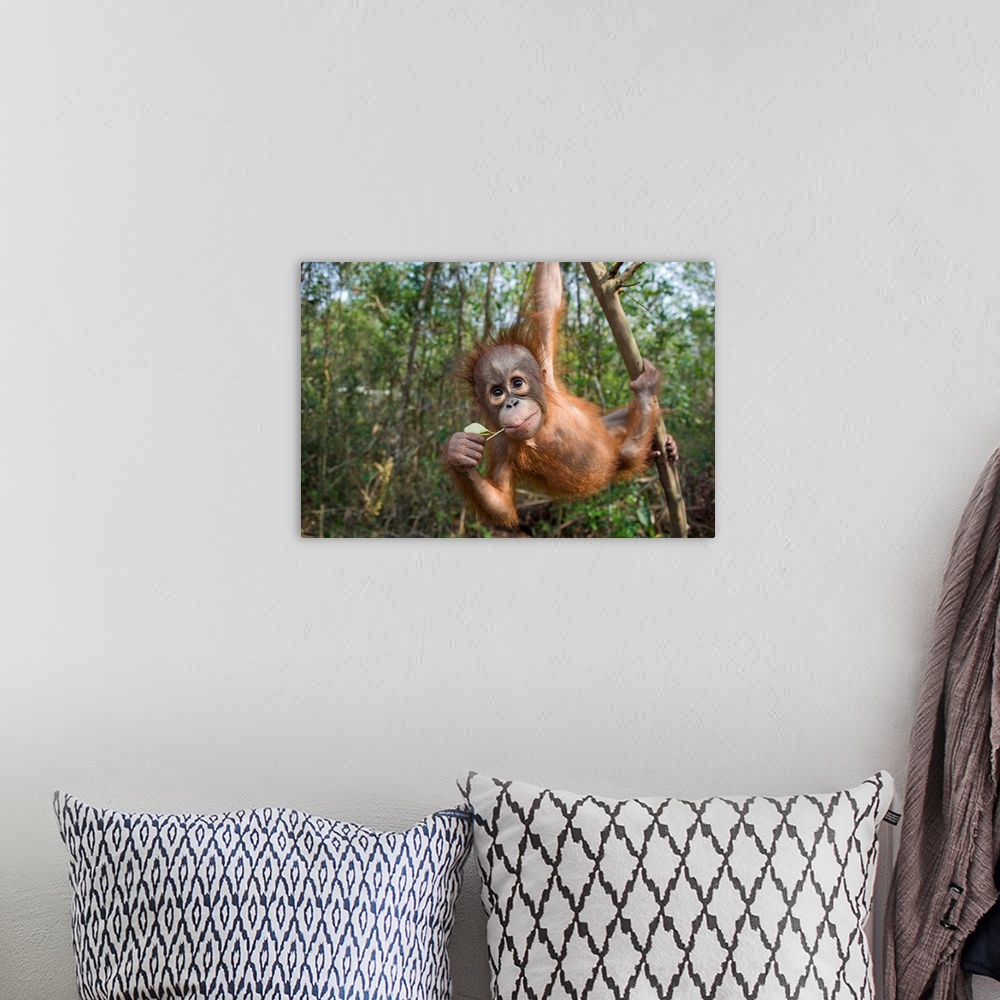 A bohemian room featuring Orangutan infant playing in tree, Orangutan Care Center, Borneo, Indonesia