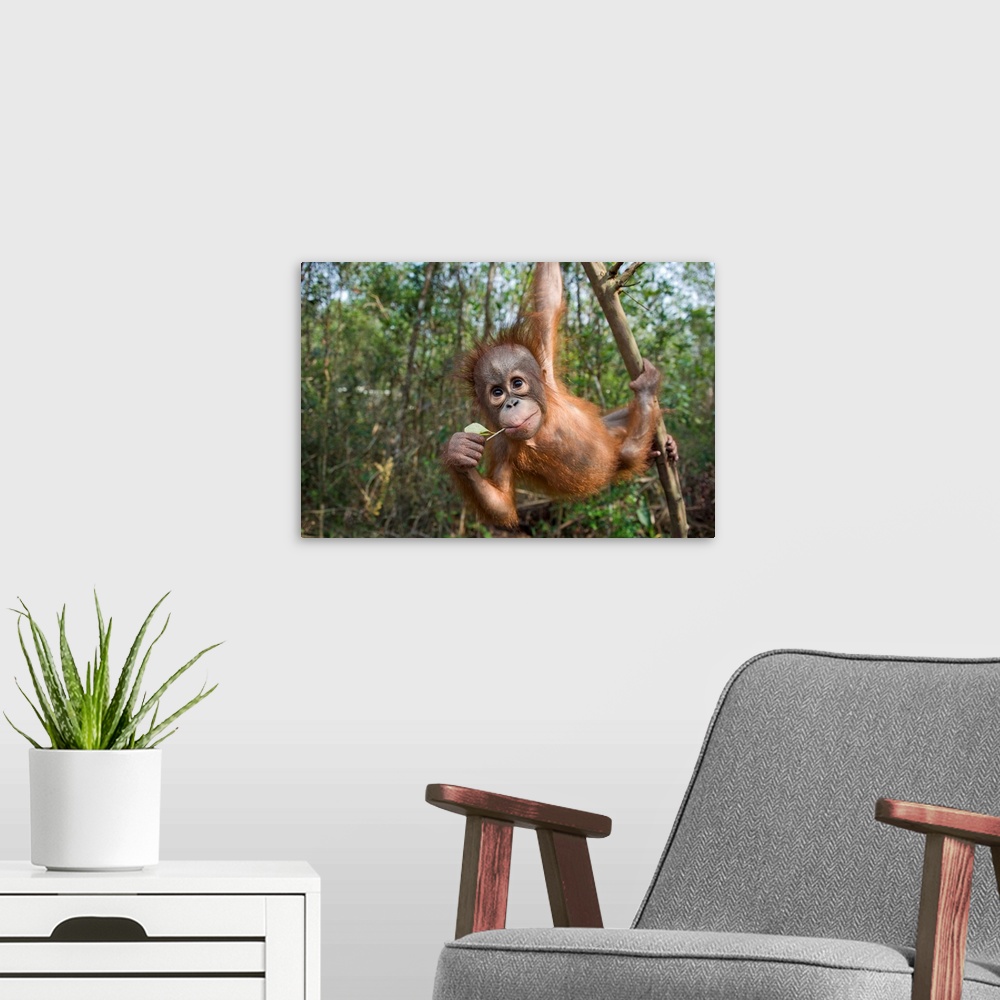 A modern room featuring Orangutan infant playing in tree, Orangutan Care Center, Borneo, Indonesia