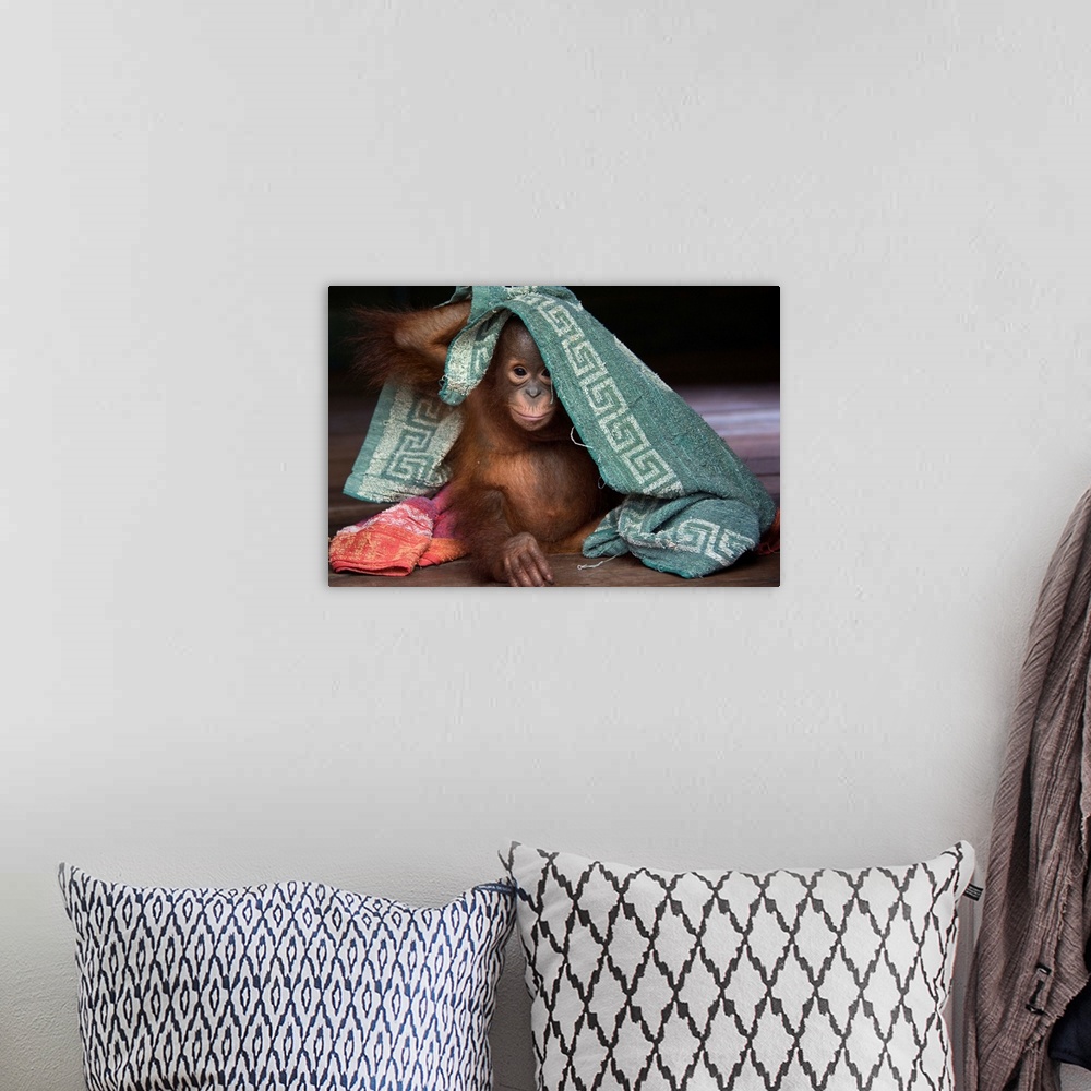 A bohemian room featuring Orangutan infant playing with towel, Borneo, Indonesia