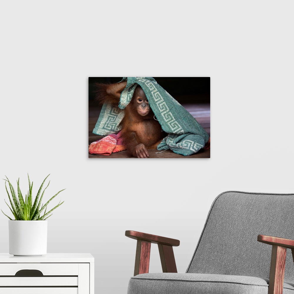 A modern room featuring Orangutan infant playing with towel, Borneo, Indonesia